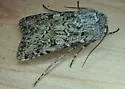 Euxoa edictalis - Hodges#10704 - photo 4