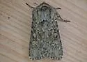 Euxoa edictalis - Hodges#10704 - photo 5