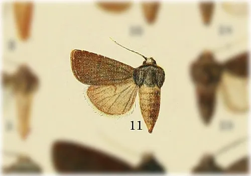 Euxoa excogita - Hodges#10787.1
