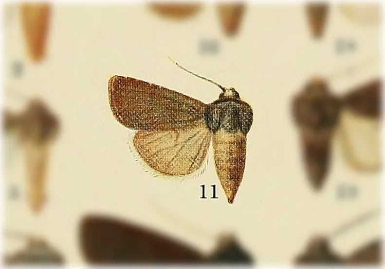 Euxoa excogita - Hodges#10787.1 - photo 2