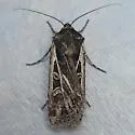 Euxoa flavicollis - Hodges#10864