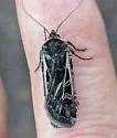 Euxoa flavicollis - Hodges#10864 - photo 2