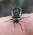 Euxoa flavicollis - Hodges#10864 - photo 3