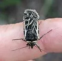 Euxoa flavicollis - Hodges#10864 - photo 4