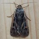 Euxoa flavicollis - Hodges#10864 - photo 5