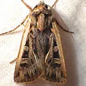 Euxoa flavidens - Hodges#10758 - photo 2