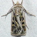 Euxoa flavidens - Hodges#10758 - photo 3