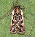 Euxoa flavidens - Hodges#10758 - photo 4