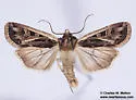 Euxoa flavidens - Hodges#10758 - photo 5