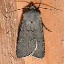 Euxoa fumalis - Hodges#10781 - Euxoa fumalis