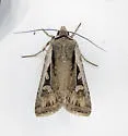 Euxoa furtivus - Hodges#10826.1 - photo 2