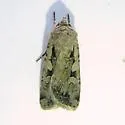 Euxoa furtivus - Hodges#10826.1 - photo 3