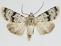 Euxoa guadalupensis - Hodges#10784.1 - Euxoa guadalupensis