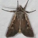 Euxoa idahoensis - Hodges#10826 - photo 2