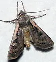 Euxoa idahoensis - Hodges#10826 - photo 3