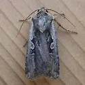 Euxoa idahoensis - Hodges#10826 - photo 4