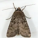 Euxoa infausta - Hodges#10785 - Euxoa infausta
