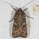 Euxoa infausta - Hodges#10785 - photo 2