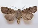 Euxoa infausta - Hodges#10785 - photo 3
