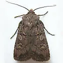 Euxoa infausta - Hodges#10785 - photo 4