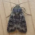 Euxoa infracta - Hodges#10850 - photo 4