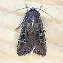 Euxoa intermontana - Hodges#10737 - Euxoa intermontana