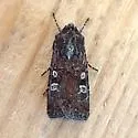 Euxoa intermontana - Hodges#10737 - photo 2