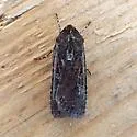 Euxoa intermontana - Hodges#10737 - photo 3