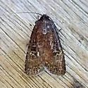 Euxoa intermontana - Hodges#10737 - photo 4