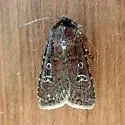 Euxoa intermontana - Hodges#10737 - photo 5