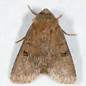 Euxoa lewisi - Hodges#10718 - Euxoa lewisi