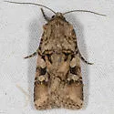 Euxoa lillooet - Hodges#10808