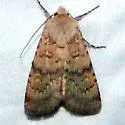 Euxoa lineifrons - Hodges#10784 - photo 3