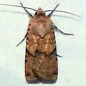 Euxoa lineifrons - Hodges#10784 - photo 4