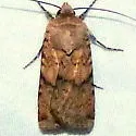 Euxoa lineifrons - Hodges#10784 - photo 5