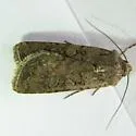 Euxoa luctuosa - Hodges#10775 - Euxoa luctuosa