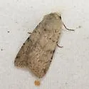 Euxoa macleani - Hodges#10712