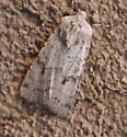 Median-banded Dart - Hodges#10813 - Euxoa medialis