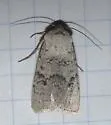 Median-banded Dart - Hodges#10813 - photo 2