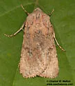 Median-banded Dart - Hodges#10813 - photo 3