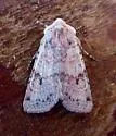 Median-banded Dart - Hodges#10813 - photo 4