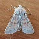 Median-banded Dart - Hodges#10813 - photo 5