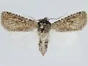 Euxoa melana - Hodges#10767 - Euxoa melana
