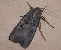 Reaper Dart - Hodges#10705 - Euxoa messoria