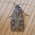 Reaper Dart - Hodges#10705 - photo 4