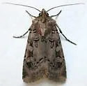 Reaper Dart - Hodges#10705 - photo 5