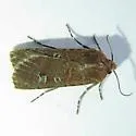 Ruddy-winged Dart - Hodges#10738 - photo 2
