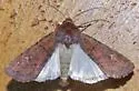 Ruddy-winged Dart - Hodges#10738 - photo 3
