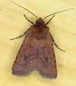 Ruddy-winged Dart - Hodges#10738 - photo 4