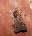 Ruddy-winged Dart - Hodges#10738 - photo 5